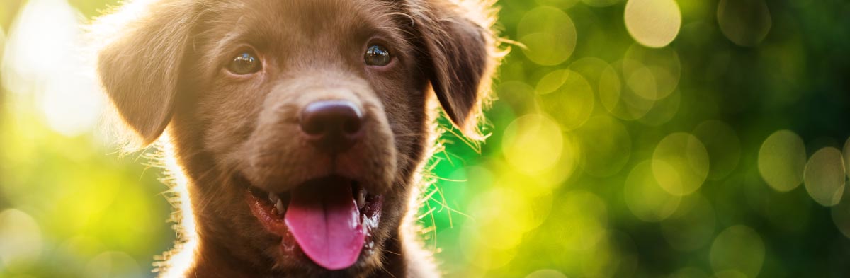 dog probiotic side effects